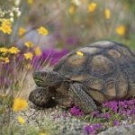 desert-tortoise.jpg