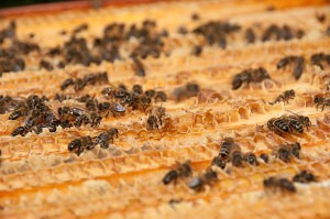 Bee-Hive-Soulati.jpg
